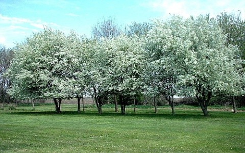 APPLE BLOSSOM TIME