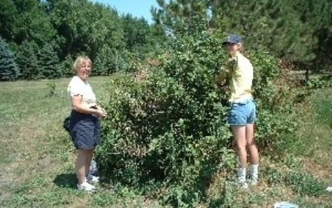 PICKING CHOKECHERRIES